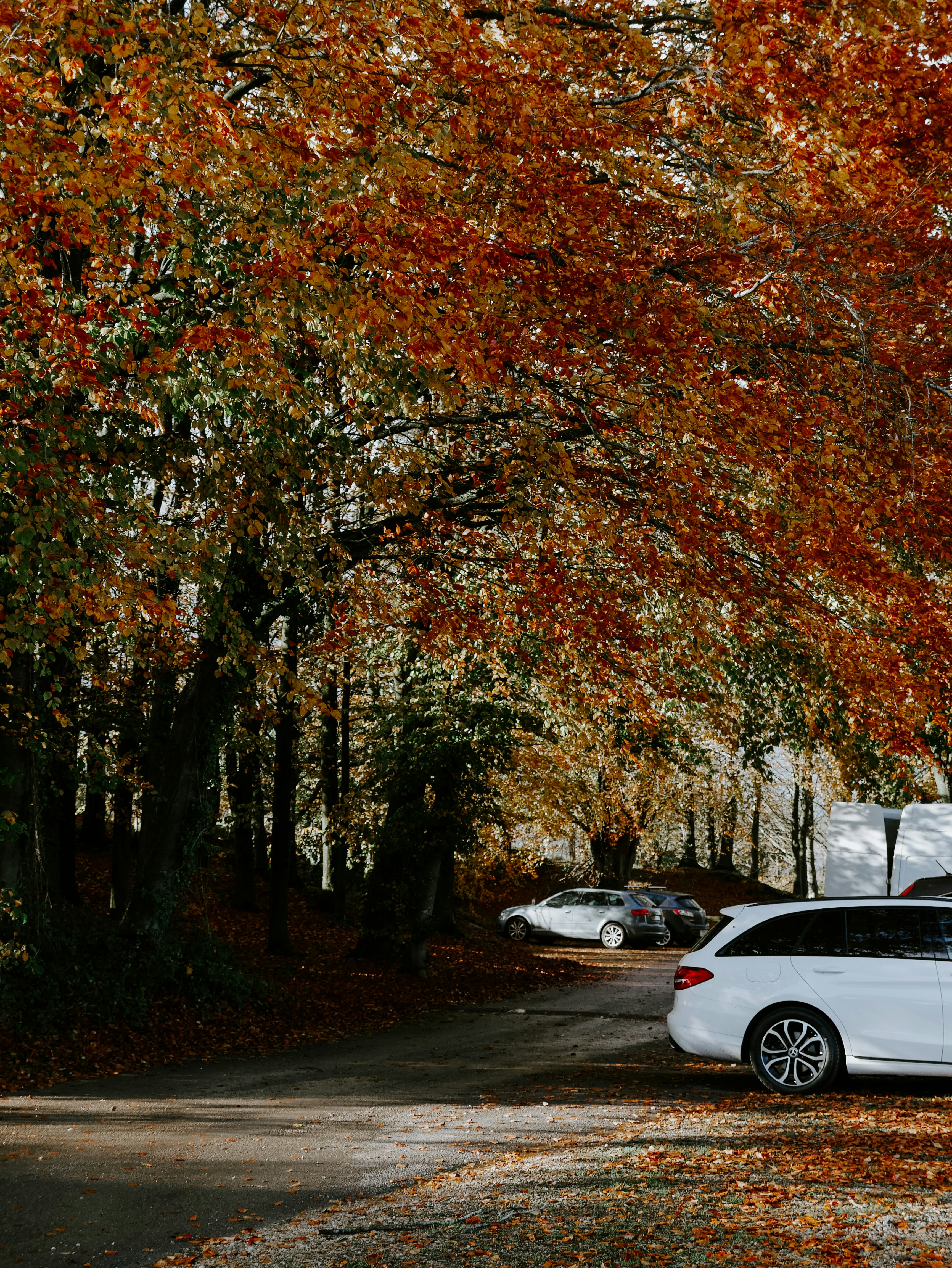 white sedan parked near brown trees during daytime